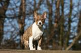 BASENJI 131